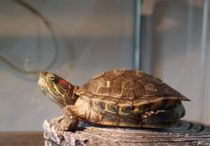 turtle adoption day 1200x834