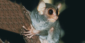 tarsius pelengensis