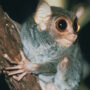 tarsius pelengensis
