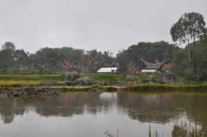 rice fields landscape in sulawesi