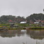 rice fields landscape in sulawesi