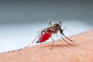 close up a mosquito sucking human blood set b 4