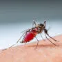 close up a mosquito sucking human blood set b 4