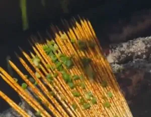 sate tusuk