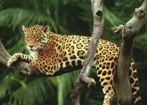 jaguar in a tree, brazil