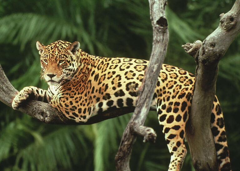 jaguar in a tree, brazil
