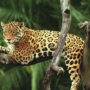 jaguar in a tree, brazil