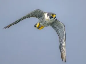 birdsoftheworld.org