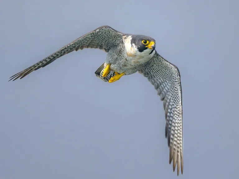 birdsoftheworld.org