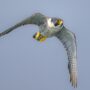 birdsoftheworld.org