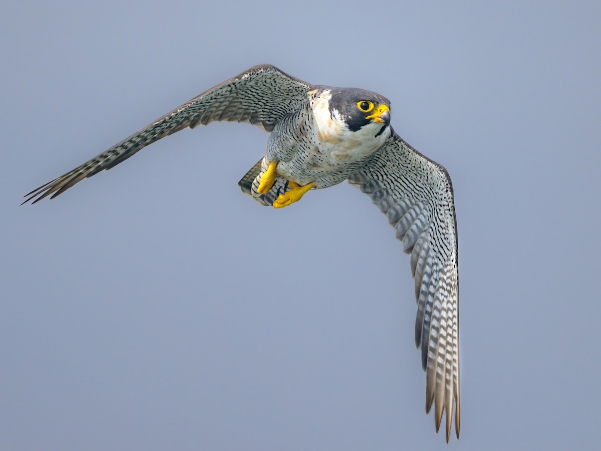 birdsoftheworld.org