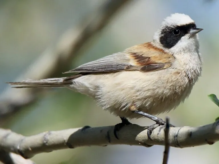 ebird.org