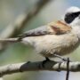 ebird.org