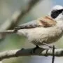 ebird.org