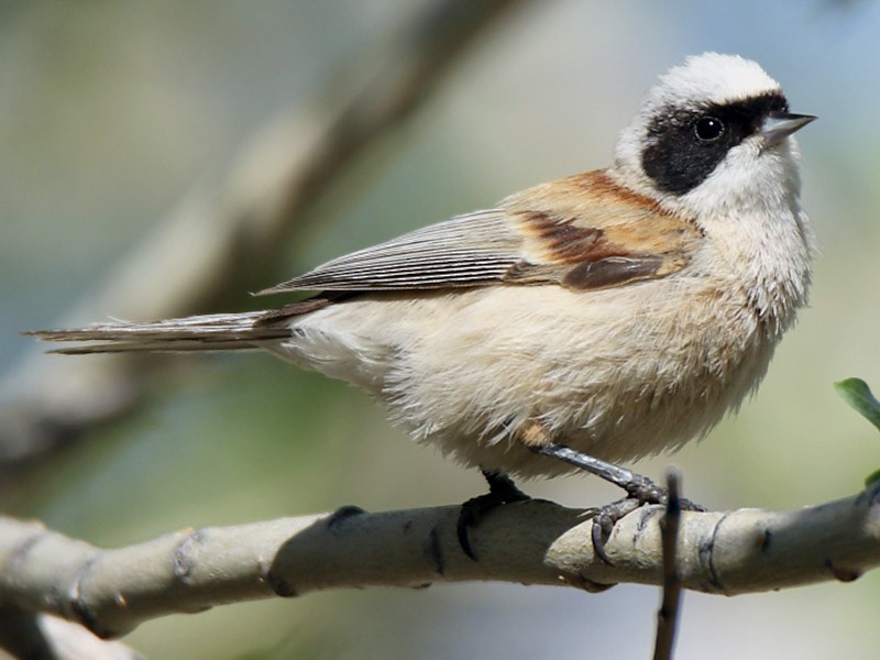 ebird.org
