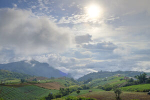 forest and mountain landscape view