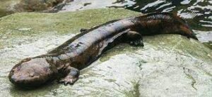 www.zsl.org