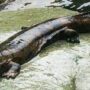www.zsl.org