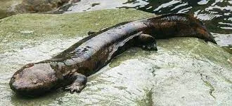 www.zsl.org