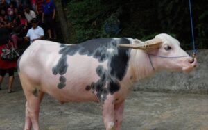 kerbau tedong bonga