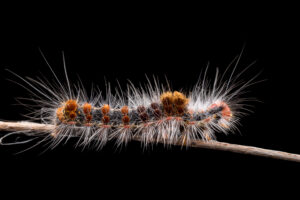 caterpillars on twigs