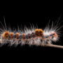 caterpillars on twigs