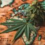 ganja freepik