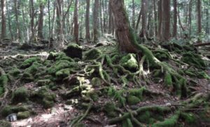hutan jepang