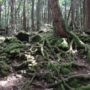 hutan jepang