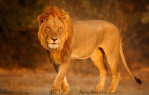 singa afrika freepik