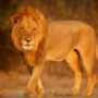 singa afrika freepik