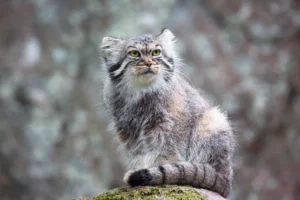 www.discoverwildlife.com