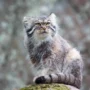 www.discoverwildlife.com