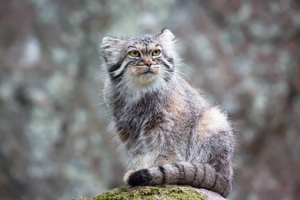 www.discoverwildlife.com