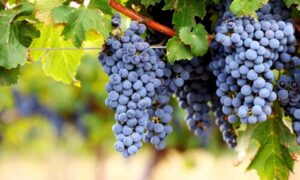 cabernet sauvignon vitigno 1 696x418