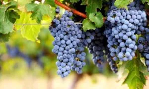 cabernet sauvignon vitigno 1 696x418