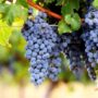 cabernet sauvignon vitigno 1 696x418