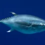 montereybayaquarium.org