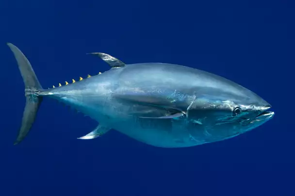montereybayaquarium.org