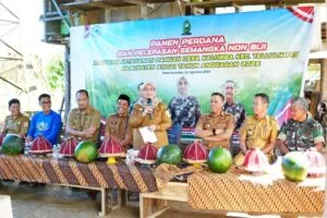 panen semangka
