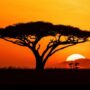 sunset serengeti ig