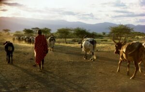 maasai herder with his cattle, kenya