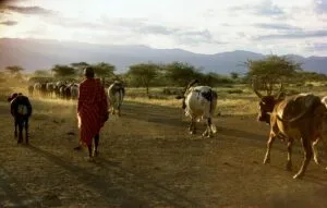 maasai herder with his cattle, kenya