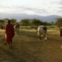 maasai herder with his cattle, kenya