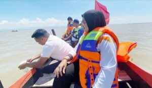 benih ikan sidrap