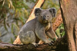 koala bear tree