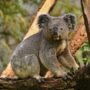 koala bear tree