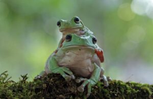 katak freepik