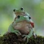 katak freepik