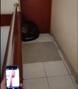 macan tutul